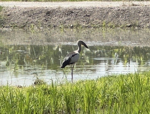 นกปากห่าง · Asian Openbill · Anastomus oscitans