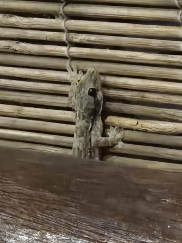 จิ้งจกบ้านหางแบน · Flat-tailed House Gecko · Hemidactylus platyurus