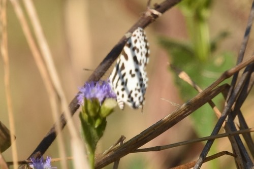 ผีเสื้อหนอนพุทราธรรมดา · Common Pierrot · Castalius rosimon