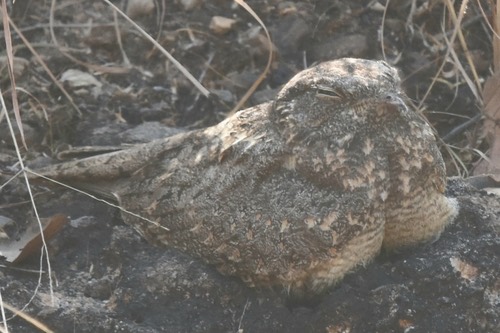 นกตบยุงป่าโคก · Savanna Nightjar · Caprimulgus affinis
