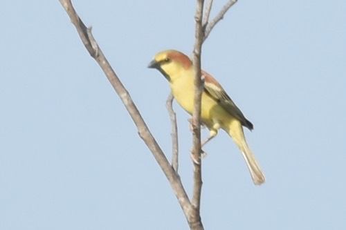 นกกระจอกตาล · Plain-backed Sparrow · Passer flaveolus