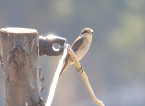 นกอีเสือสีน้ำตาล · Brown Shrike · Lanius cristatus