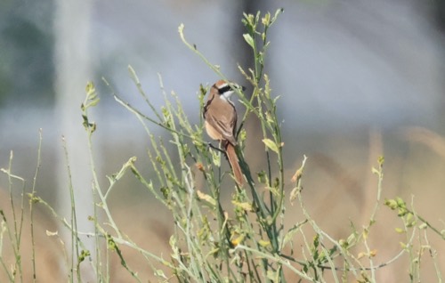 นกอีเสือสีน้ำตาล · Brown Shrike · Lanius cristatus