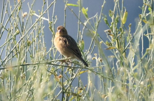 นกกระจาบธรรมดา · Baya Weaver · Ploceus philippinus