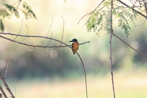 นกกระเต็นน้อยธรรมดา · Common Kingfisher · Alcedo atthis