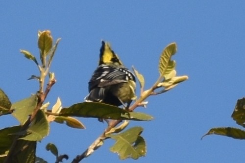 นกติ๊ดแก้มเหลือง · Yellow-cheeked Tit · Machlolophus spilonotus