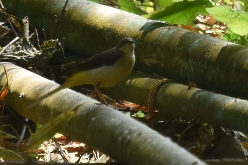 นกเด้าลมหลังเทา · Grey Wagtail · Motacilla cinerea