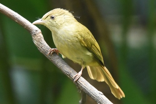 นกปรอดเล็กตาขาว · Grey-eyed Bulbul · Iole propinqua