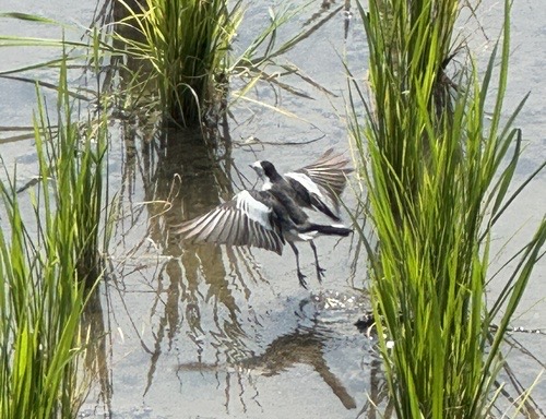 นกอุ้มบาตร · White Wagtail · Motacilla alba