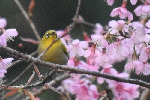 นกแว่นตาขาวสีทอง · Indian White-eye · Zosterops palpebrosus