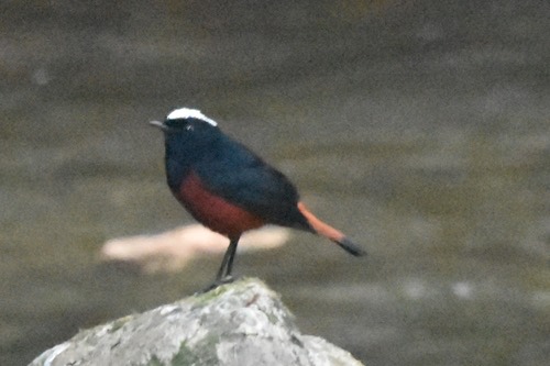นกเขนหัวขาวท้ายแดง · White-capped Redstart · Phoenicurus leucocephalus