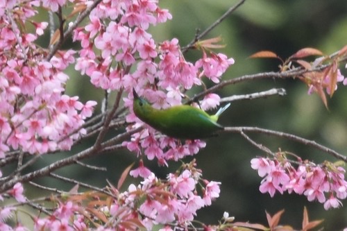 นกเขียวก้านตองท้องสีส้ม · Orange-bellied Leafbird · Chloropsis hardwickii