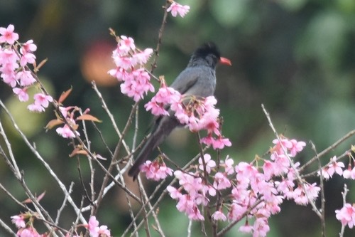 นกปรอดดำ · Black Bulbul · Hypsipetes leucocephalus