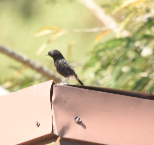 นกยอดหญ้าสีดำ · Pied Bushchat · Saxicola caprata