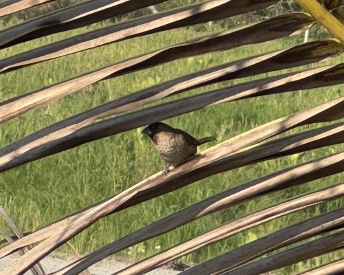 นกกระติ๊ดขี้หมู · Scaly-breasted Munia · Lonchura punctulata