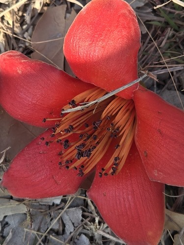 งิ้ว · Red Silk Cotton Tree · Bombax ceiba