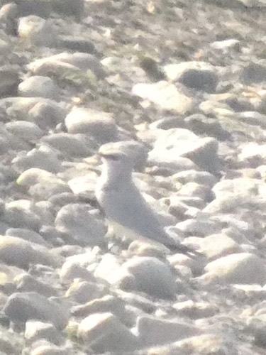 นกแอ่นทุ่งเล็ก · Small Pratincole · Glareola lactea