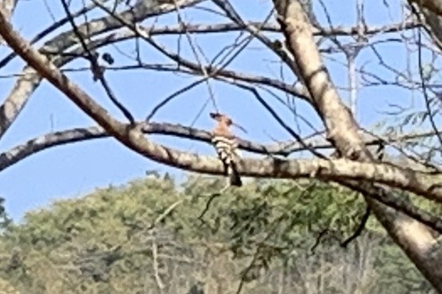 นกกะรางหัวขวาน · Common Hoopoe · Upupa epops