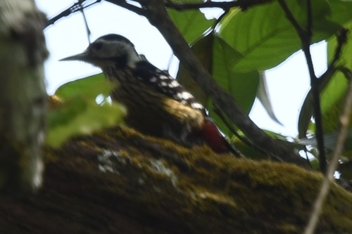 นกหัวขวานด่างหัวแดงอกลาย · Stripe-breasted Woodpecker · Dendrocopos atratus
