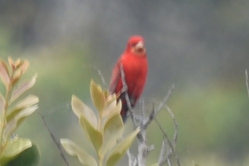 นกจาบปีกอ่อนสีแดง · Scarlet Finch · Carpodacus sipahi