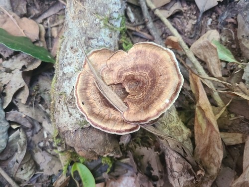 เห็ดกรวยทองตะกู · yellow stemmed micropore · Microporus xanthopus