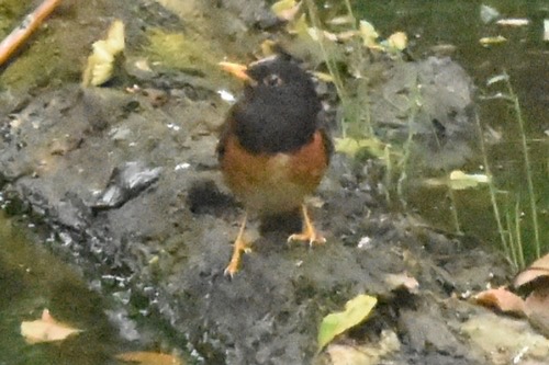 นกเดินดงอกดำ · Black-breasted Thrush · Turdus dissimilis