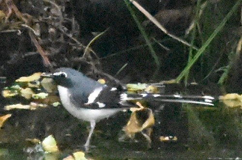 นกกางเขนน้ำหลังเทา · Slaty-backed Forktail · Enicurus schistaceus
