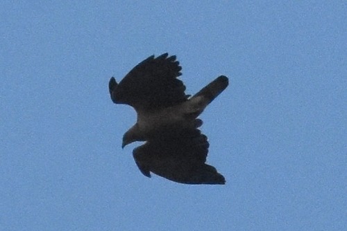 เหยี่ยวผึ้ง · Oriental Honey-buzzard · Pernis ptilorhynchus