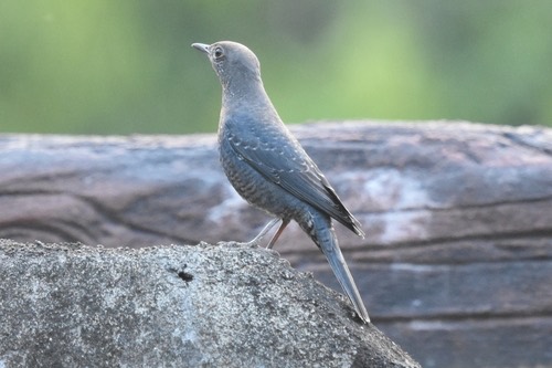 นกกระเบื้องผา · Blue Rock-Thrush · Monticola solitarius