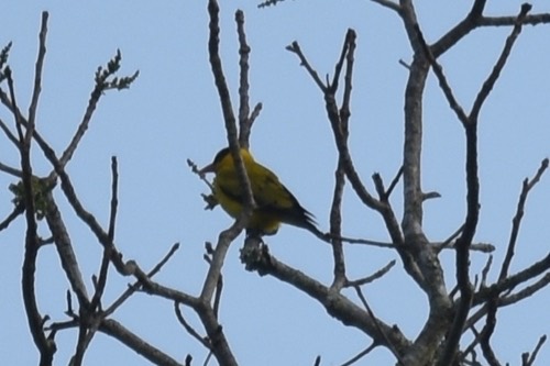 นกขมิ้นท้ายทอยดำ · Black-naped Oriole · Oriolus chinensis