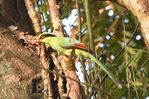 นกสาลิกาเขียว · Common Green-Magpie · Cissa chinensis
