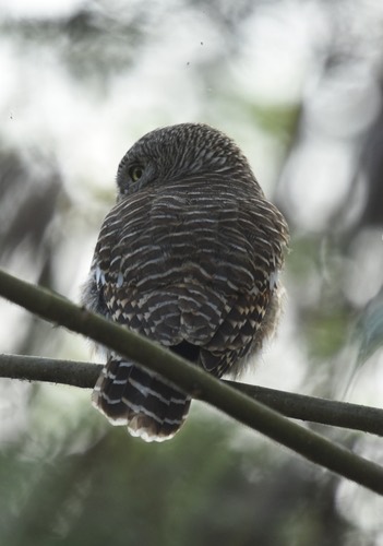 นกเค้าโมง · Asian Barred Owlet · Glaucidium cuculoides