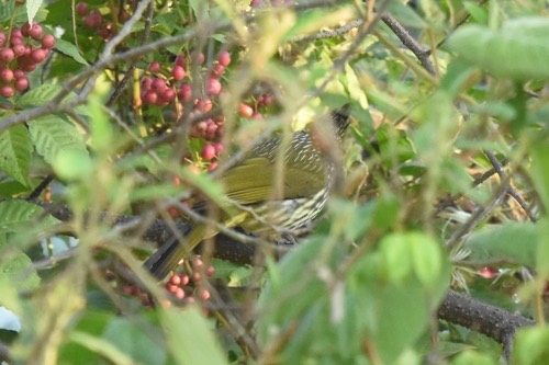 นกปรอดลาย · Striated Bulbul · Alcurus striatus