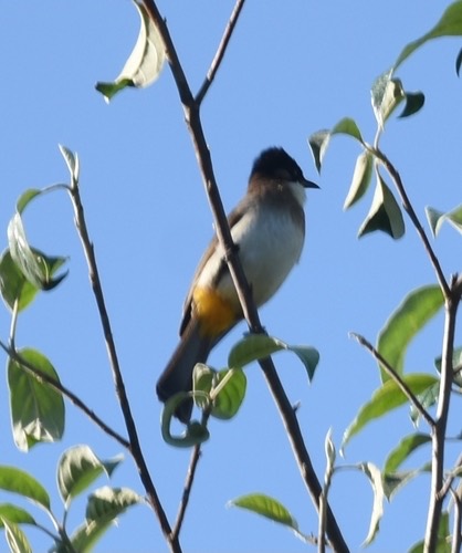นกปรอดหัวโขนก้นเหลือง · Brown-breasted Bulbul · Pycnonotus xanthorrhous