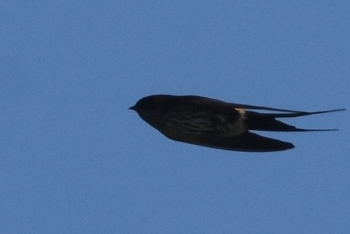 นกนางแอ่นตะโพกแดง · Eastern Red-rumped Swallow · Cecropis daurica