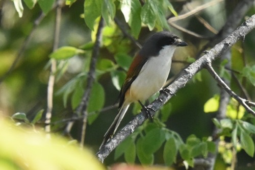 นกอีเสือหลังแดง · Burmese Shrike · Lanius collurioides