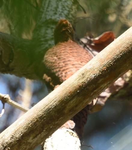 นกหัวขวานสีตาล · Rufous Woodpecker · Micropternus brachyurus