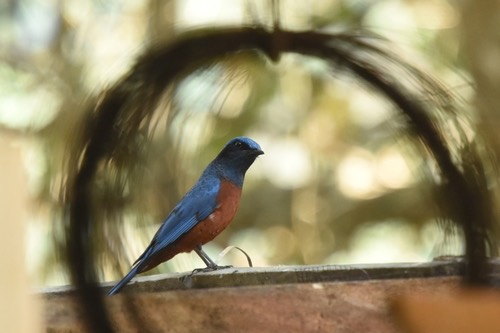 นกกระเบื้องท้องแดง · Chestnut-bellied Rock-Thrush · Monticola rufiventris