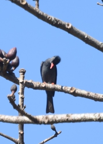 นกปรอดดำ · Black Bulbul · Hypsipetes leucocephalus