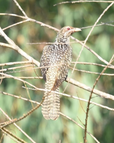 นกกาเหว่า · Asian Koel · Eudynamys scolopaceus