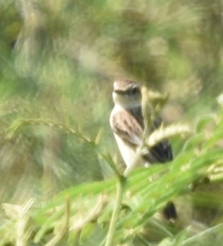 นกยอดหญ้าหัวดำ · Amur Stonechat · Saxicola stejnegeri