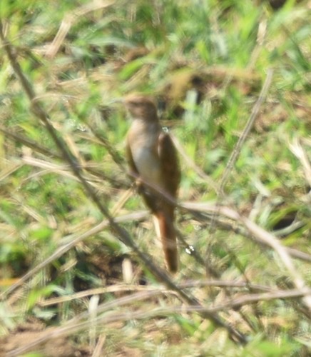 นกอีวาบตั๊กแตน · Plaintive Cuckoo · Cacomantis merulinus