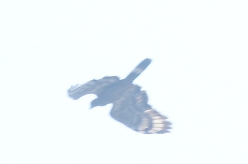 เหยี่ยวผึ้ง · Oriental Honey-buzzard · Pernis ptilorhynchus
