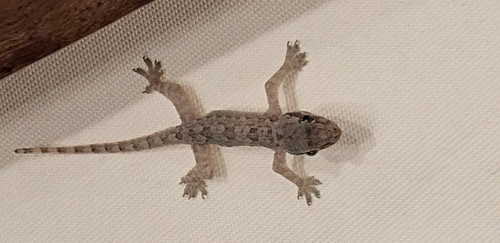 จิ้งจกบ้านหางแบน · Flat-tailed House Gecko · Hemidactylus platyurus