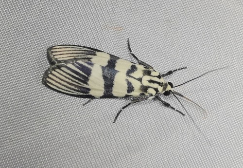 Heortia vitessoides