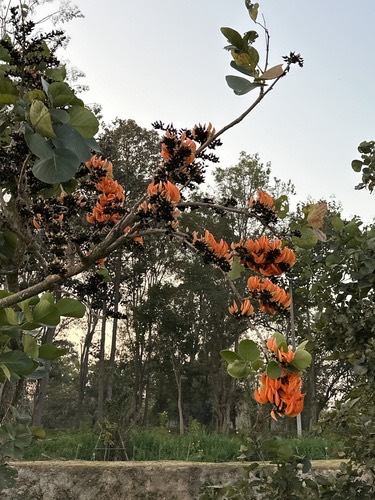 ทองกวาว · Flame of The Forest · Butea monosperma
