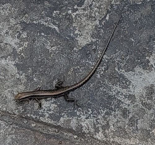 จิ้งเหลนภูเขาเกล็ดเรียบ · Spotted Forest Skink · Sphenomorphus maculatus