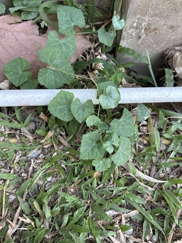ตำลึง · Ivy gourd · Coccinia grandis