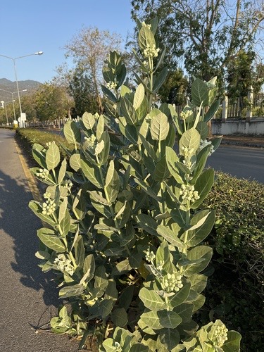 รักดอกม่วง · crown flower · Calotropis gigantea