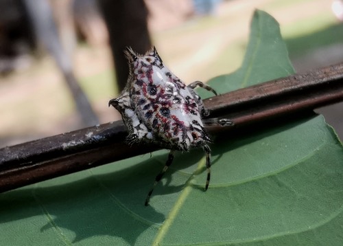 แมงมุมหลังหนามสั้นดําขาว · Black-and-white Spiny Spider · Gasteracantha kuhli